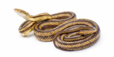 Eskiden sarı sıçan olarak bilinen Doğu sıçan yılanı Pantherophis alleghaniensis yan görünüşü beyaz arka planda izole edilmiş ve başı yukarıda.