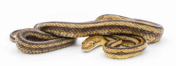 Serpente Rato Oriental Anteriormente Conhecida Como Cobra Rato Amarela Pantherophis — Fotografia de Stock