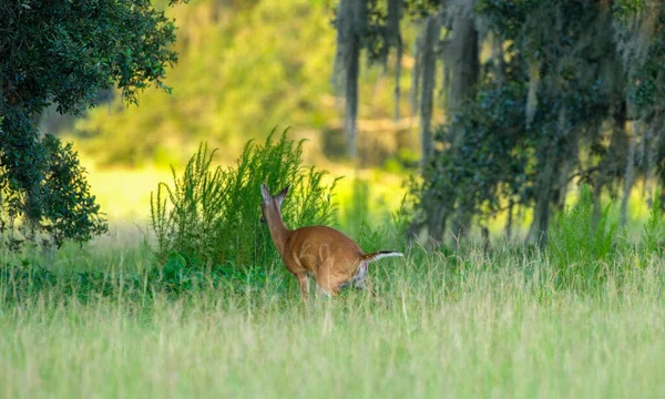 Young White Tailed Deer Odocoileus Virginianus Pooping Defecate Fecal Excrete — стоковое фото