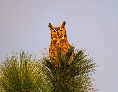 Büyük boynuzlu baykuş - bubo virginianus - uzun yaprak çam ağacının tepesine tünemiş - Pinus palustris - açık mavi gökyüzü arkaplanı