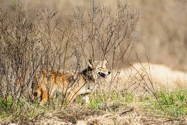 Wilder Kojote Canis Latrans Auf Der Jagd Nach Kleinen Beutetieren — Stockfoto