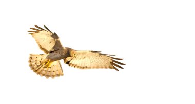 male northern harrier - Circus hudsonius - marsh hawk, grey or gray ghost.  great feather detail, yellow eye, tail bands, orange talons Isolated on white background