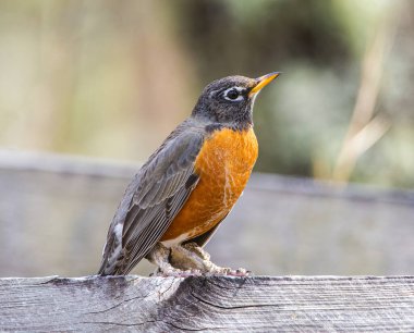Yetişkin vahşi Amerikan bülbülü - Turdus migratorius - çit direğinde şiddetli ayak ve bacak sorunları belirtileri gösteriyor, muhtemelen Epizootic podoknemidokoptiasis.