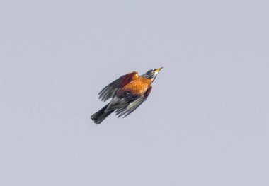 Yetişkin vahşi Amerikan bülbülü - Turdus göçmeni - uçuş sırasında arka planda izole edildi