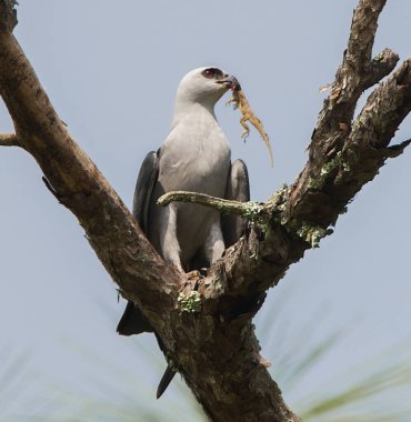 Mississippi uçurtma kuşu - Ictinia Missippiensis - kahverengi Küba kertenkelesi - Anolis sagrei - parlak kırmızı gözlü gagasından sarkan