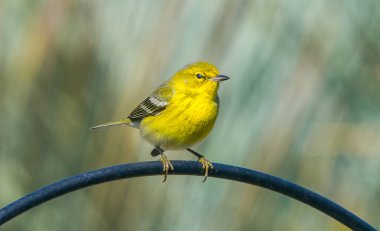 Adult male pine warbler - Setophaga pinus -in bright lemon yellow breeding colors, perched on top of bird feeder bar