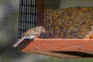 chipping sparrow - Spizella passerina - at bird feeder eating various wild bird seed. Winter migratory species
