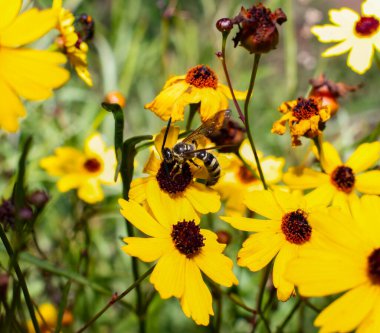Leavenworth tickseed - Coreopsis leavenworthii - Florida State wild flower, tickseed, bright yellow petals with a wasp