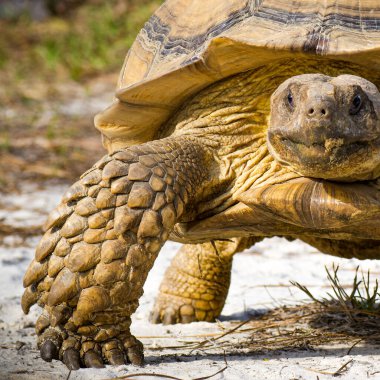 African Spurred Tortoise also known as African Spur Thigh Tortoise - Geochelone sulcata close up of  thick front leg scales