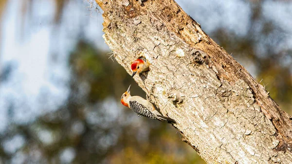 Red bellied woodpeckers - Melanerpes carolinus - male and female perched on dead tree snag by its nest hole