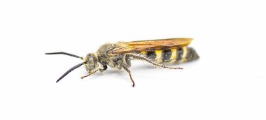 Tüy bacaklı scoliid eşekarısı - Dielis plumipes fossulana - beyaz arkaplanda izole edilmiş yan profil görünümü