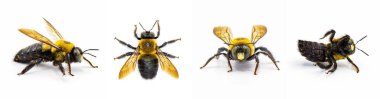 Erkek Doğu marangoz arısı - Xylocopa virginica - 4 adet yan profil, sırt üstü, ön ve alt. Beyazın izole edilmiş hali