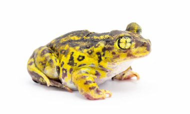 eastern spadefoot toad or frog - Scaphiopus holbrookii - side profile view.  Isolated on white background clipart