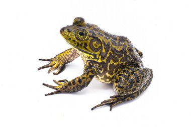 American bullfrog - Lithobates or Rana catesbeianus - large male with tympanum larger than eye size.  Sitting up on all fours isolated on white background. Yellow, green and brown colors.