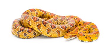 corn snake - Pantherophis guttatus -  formerly known as Elaphe Guttata or red rat snake.  Isolated on white background clipart