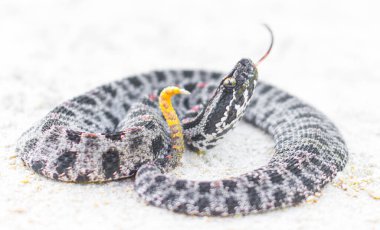 Dusky Pigmy Rattlesnake - Sisturus miliarius barbouri - side view of head with tongue out, showing yellow tail with rattle clipart