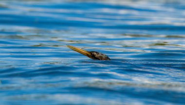 Anhinga anhinga water bird swimming in choppy water with its head barely visible. Common water fowl