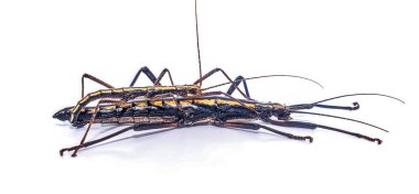 southern two striped walkingstick - Anisomorpha buprestoides clipart