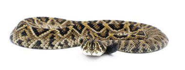 Doğu Diamondback çıngıraklı yılanı - crotalus adamanteus izole edilmiş beyaz arka plan profilinde başı dışarı çıkmış ve dili çıkmış.