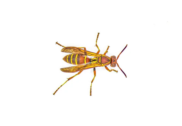 Κυνηγοί Little Paper Wasp Polistes Dorsalis Dorsalis Ραχιαία Κάτοψη Από — Φωτογραφία Αρχείου