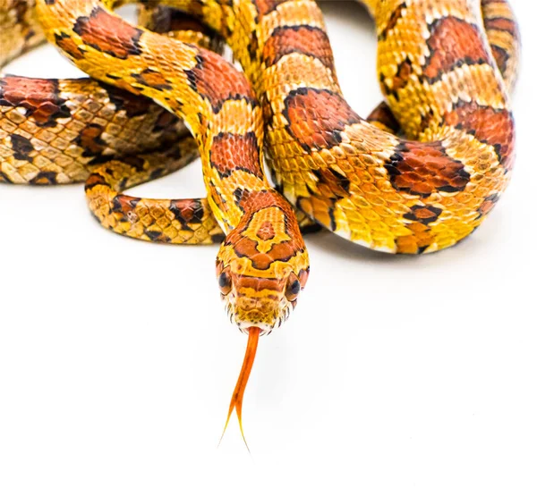 Corn Snake Pantherophis Guttatus Formerly Known Elaphe Guttata Red Rat — Stock Fotó