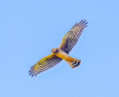 northern harrier -circus cyaneus - female flying overhead, under view isolated in blue sky clipart