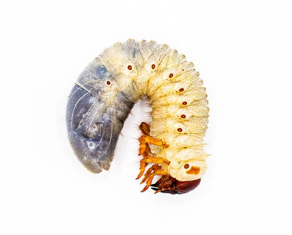Larva Larvası Öküz Böceğinin Strategus Aloeus Gergedan Böceğinin Amerika Daki — Stok fotoğraf