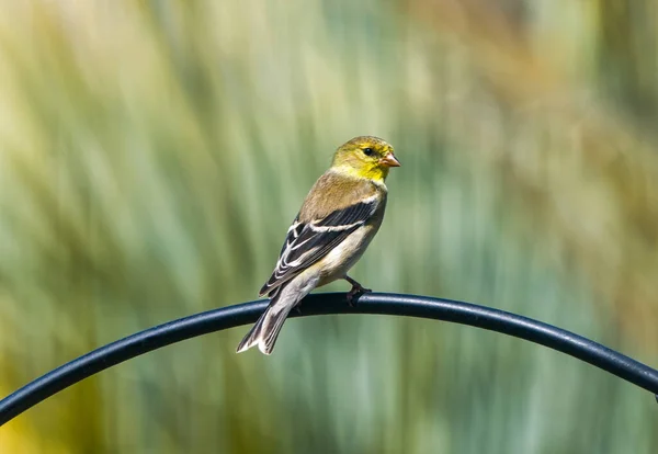 Kvinna American Goldfinch Spinus Tristis Uppflugen Metall Fågel Matare Bar — Stockfoto