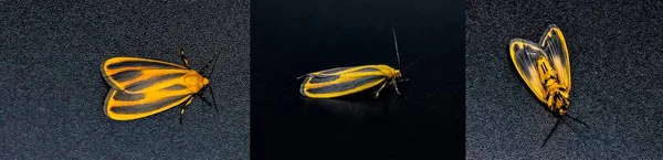Painted Lichen Moth Hypoprepia Fucosa Isolated Dark Black Backgrounds Three — Stock Photo, Image