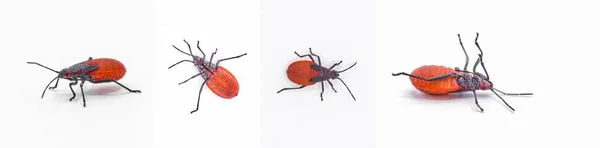 Jadera Αιμάτωμα Κόκκινο Επωμίζεται Bug Goldenrain Bug Δέντρο Soapberry Bug — Φωτογραφία Αρχείου