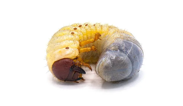 Larva Larvası Öküz Böceğinin Beyaz Arka Planda Izole Edilmiş Bir — Stok fotoğraf