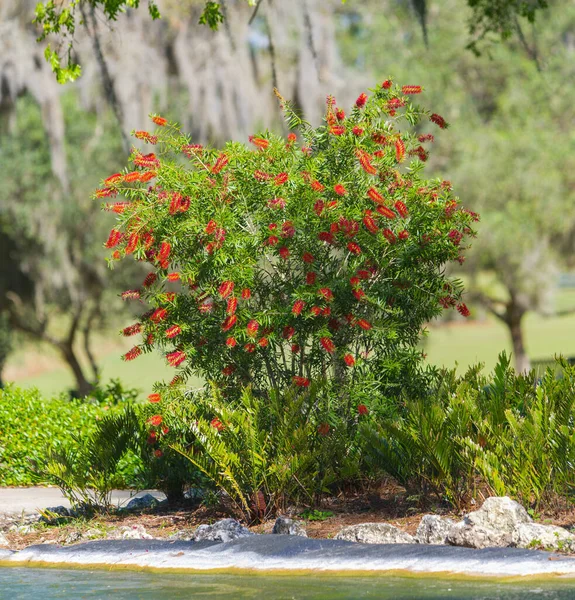 플로리다 공원에서는 장수풍뎅이 담수호 인기있는 — 스톡 사진