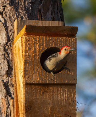 Kırmızı karınlı ağaçkakan - Melanerpes carolinus - sarı akşam ışığında yuva kutusundan çıkan bir adam.