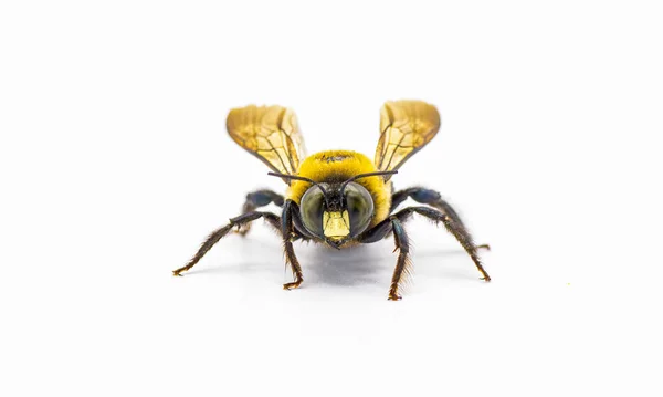 Mężczyzna Wschodni Stolarz Pszczoła Xylocopa Virginica Widok Twarzy Przodu Izolowany — Zdjęcie stockowe
