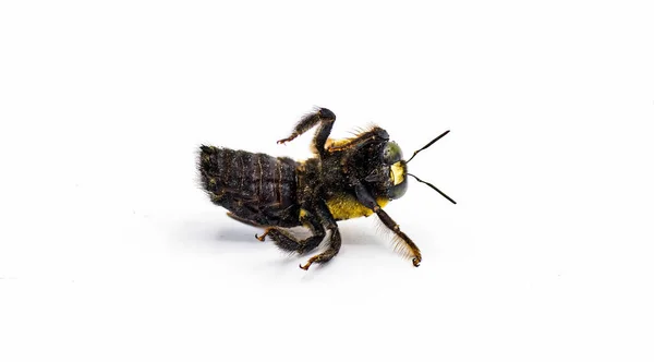 Чоловіча Східна Тесляра Бджола Xylocopa Virginica Спині Під Видом Збоку — стокове фото