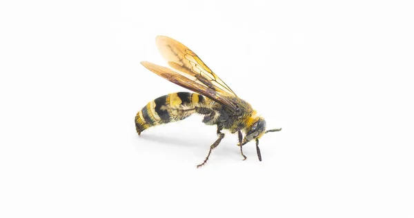 毛茸茸的足背蜂 Dielis Pilipes 隔离在白色背景 侧貌视图 — 图库照片