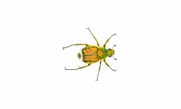 Smaragd Bloem Scarabee Metallic Groene Bloem Scarabee Trichiotinus Lunulatus Dorsale — Stockfoto