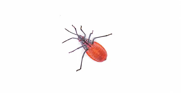 果蝇血球瘤 红色的肩 金黄色的树 或覆盆子虫 在它的背面视线下 被白色背景隔离 — 图库照片