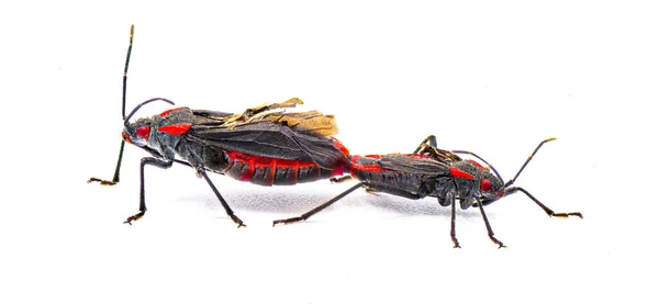 Jadera Αιμάτωμα Κόκκινο Ώμο Bug Goldenrain Δέντρο Bug Σάπμπερι Bug — Φωτογραφία Αρχείου