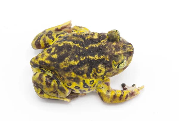 Eastern Spadefoot Toad Frog Scaphiopus Holbrookii Top Dorsal View Isolated — Stock Photo, Image