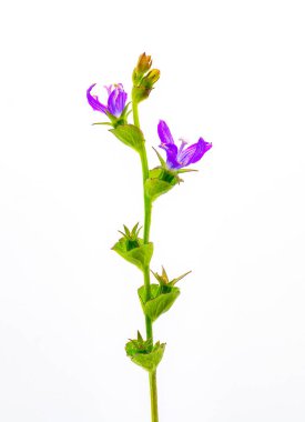 Venüs Aynası - Triodanis perfoliata - Bellflower ailesi, mor çiçek, yeşil fincan şeklinde yapraklar beyaz arka planda izole edilmiş