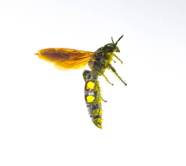 Large Four spotted Scoliid Wasp - Pygodasis quadrimaculata - female side profile view in flight. isolated on white background clipart