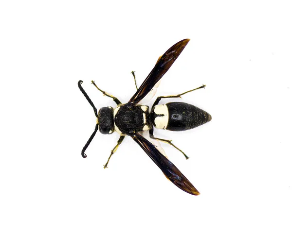 Euodynerus Bidens Dos Dientes Eumenine Mason Wasp Vista Superior Dorsal —  Fotos de Stock