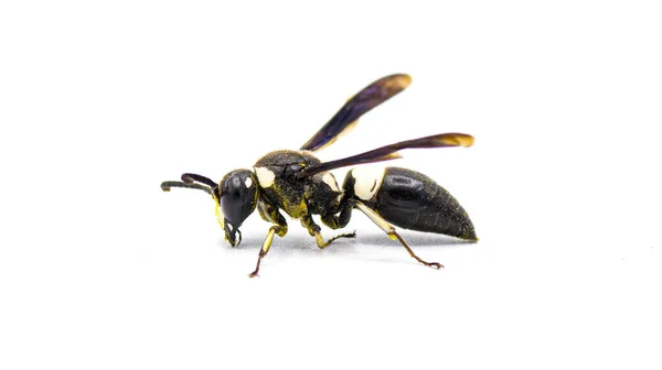 Euodynerus Bidens Dos Dientes Eumenine Mason Wasp Vista Lateral Del —  Fotos de Stock