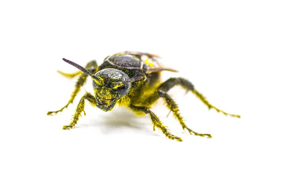Μεγάλες Four Spotted Scoliid Wasp Pygodasis Quadrimaculata Γυναικεία Μπροστινή Όψη — Φωτογραφία Αρχείου