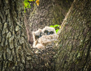 Great horned owl babies - Bubo virginianus - framed perfectly in live oak tree, looking at camera clipart