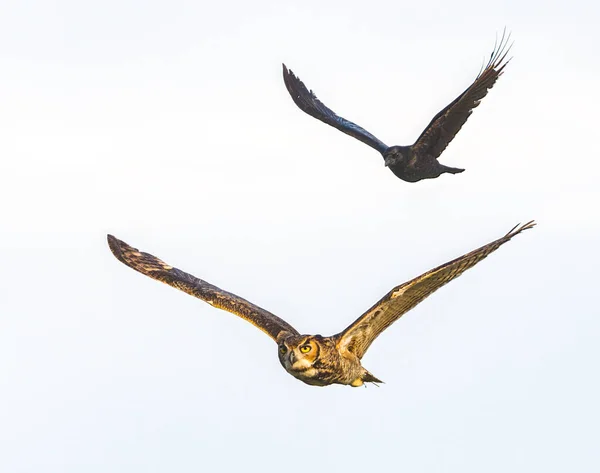 Černá Americká Vrána Corvus Brachyrhynchos Honí Velkou Rohatou Sovu Bubo — Stock fotografie