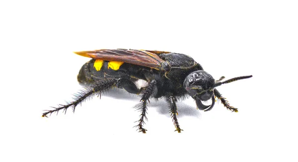 Large Four Spotted Scoliid Wasp Pygodasis Quadrimaculata Kobiecy Profil Kąta — Zdjęcie stockowe
