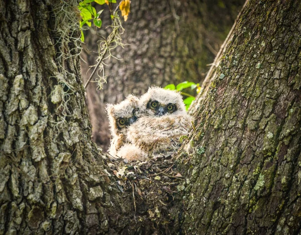 Great Horned Owl Babies Bubo Virginianus Framed Perfectly Live Oak — Stock Photo, Image
