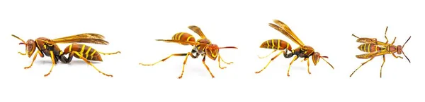 Κυνηγοί Little Paper Wasp Polistes Dorsalis Dorsalis Διαφορετικές Απόψεις Ακραία — Φωτογραφία Αρχείου